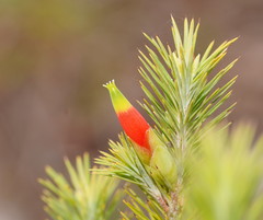 Stenanthera pinifolia