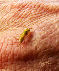 Protopolybia amarella