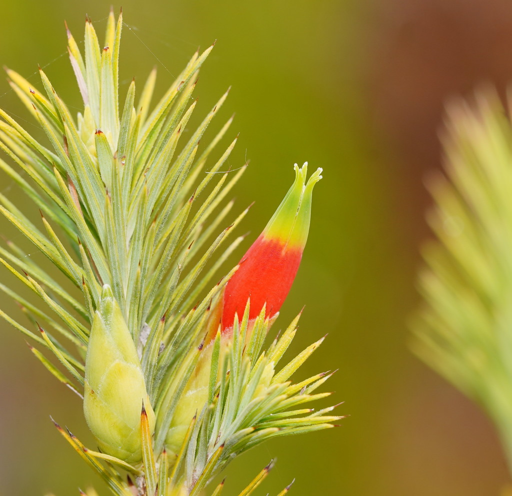 pine heath