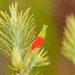 Stenanthera pinifolia - Photo (c) Reiner Richter,  זכויות יוצרים חלקיות (CC BY-NC-SA), הועלה על ידי Reiner Richter