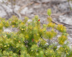 Stenanthera pinifolia