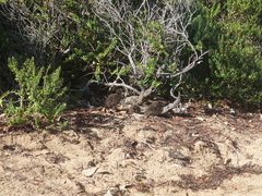 Gallirallus australis scotti