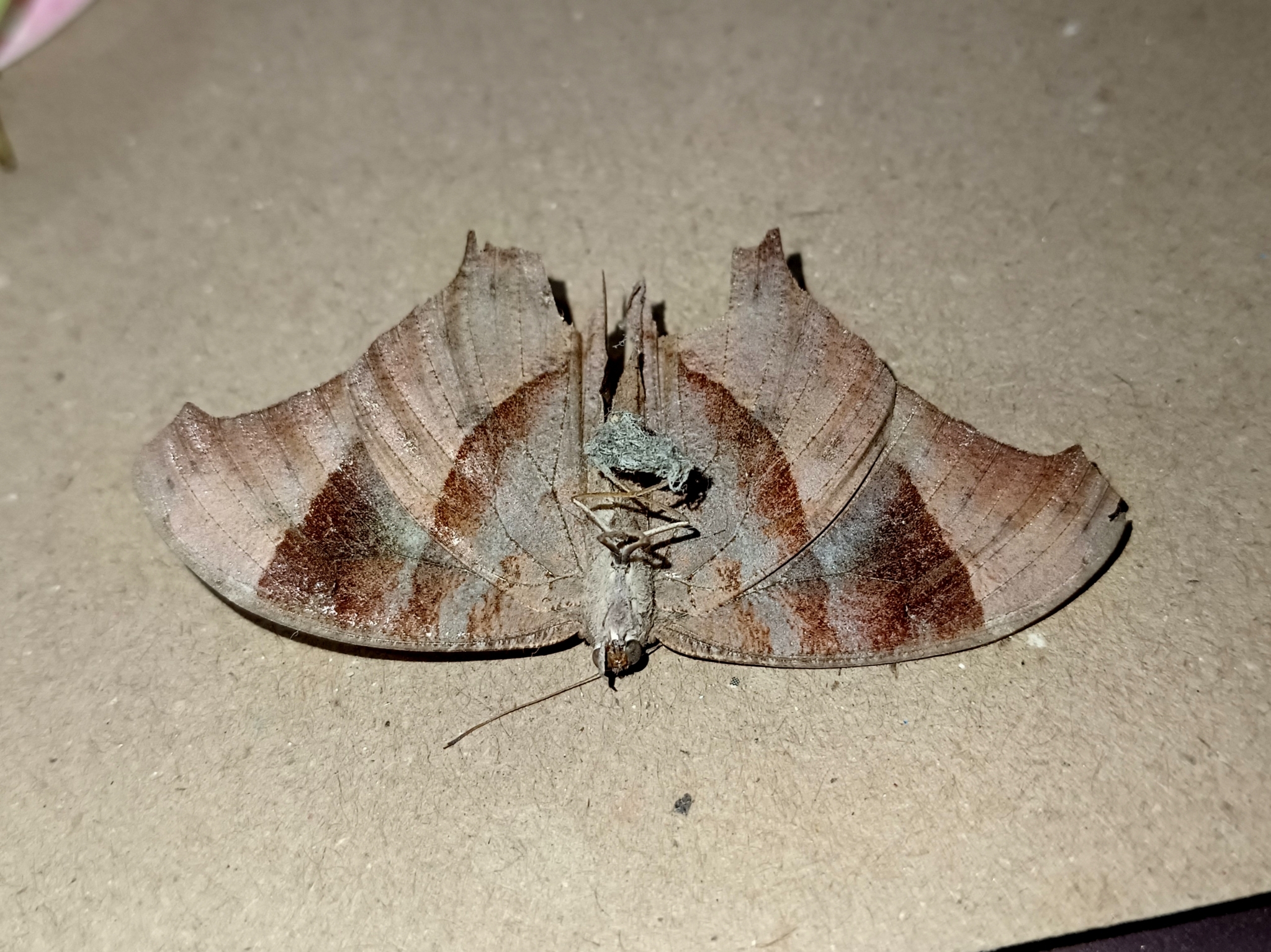 Common Evening Brown
