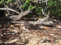 Gallirallus australis scotti