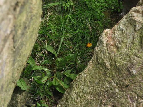 Shetland dandelion (Taraxacum geirhildae)
