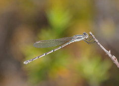 Austrolestes aridus