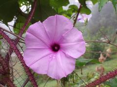 Ipomoea setosa