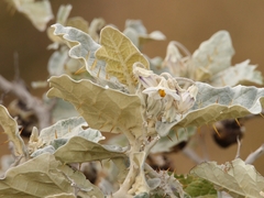 Solanum marginatum