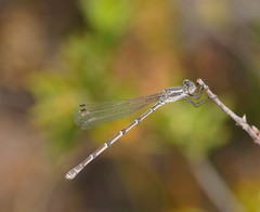 Austrolestes aridus
