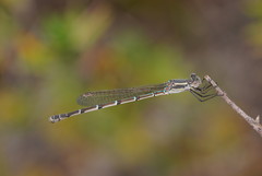 Austrolestes aridus