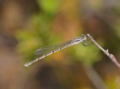 Austrolestes aridus