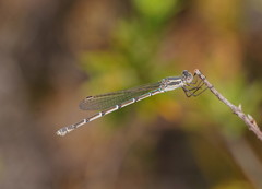 Austrolestes aridus