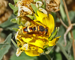 Euodynerus hidalgo viereckii