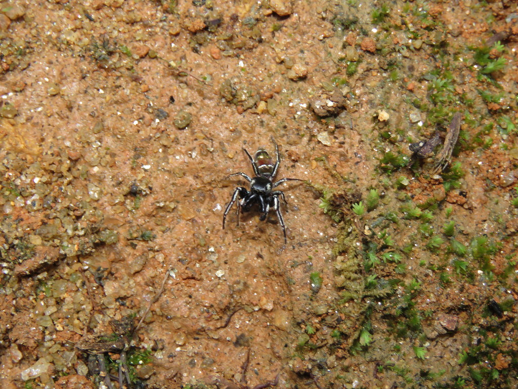 Bryantella speciosa