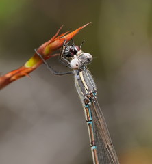 Austrolestes aridus