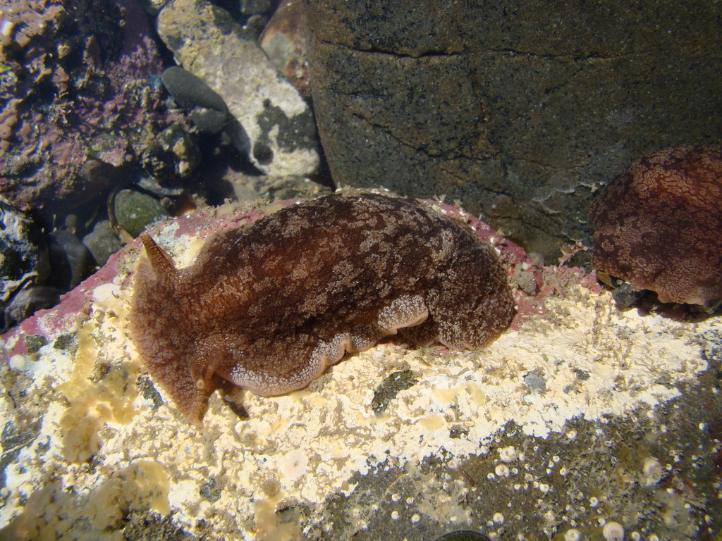 Grey Side-gilled Sea Slug