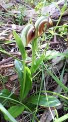 Pterostylis cucullata