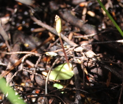Corybas rotundifolius
