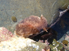 Pleurobranchaea maculata