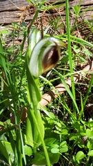 Pterostylis cucullata