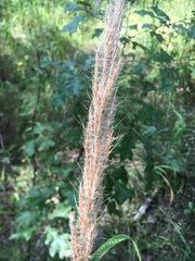 Saccharum brevibarbe