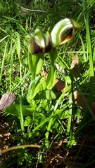 Pterostylis cucullata
