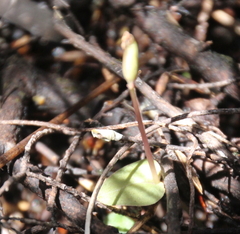 Corybas rotundifolius