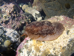 Pleurobranchaea maculata