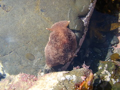 Pleurobranchaea maculata