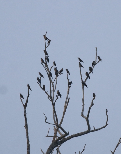 Chestnut-tailed Starling (Sturnia malabarica), photo 7