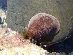 Pleurobranchaea maculata