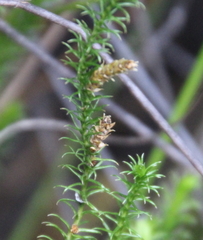 Lateristachys lateralis
