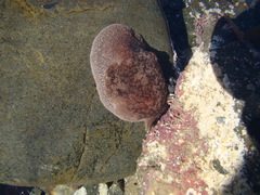 Pleurobranchaea maculata