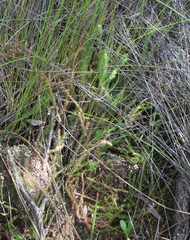 Lateristachys lateralis