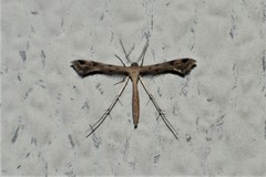 Stenoptilodes brevipennis