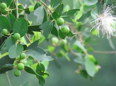 Sonneratia caseolaris