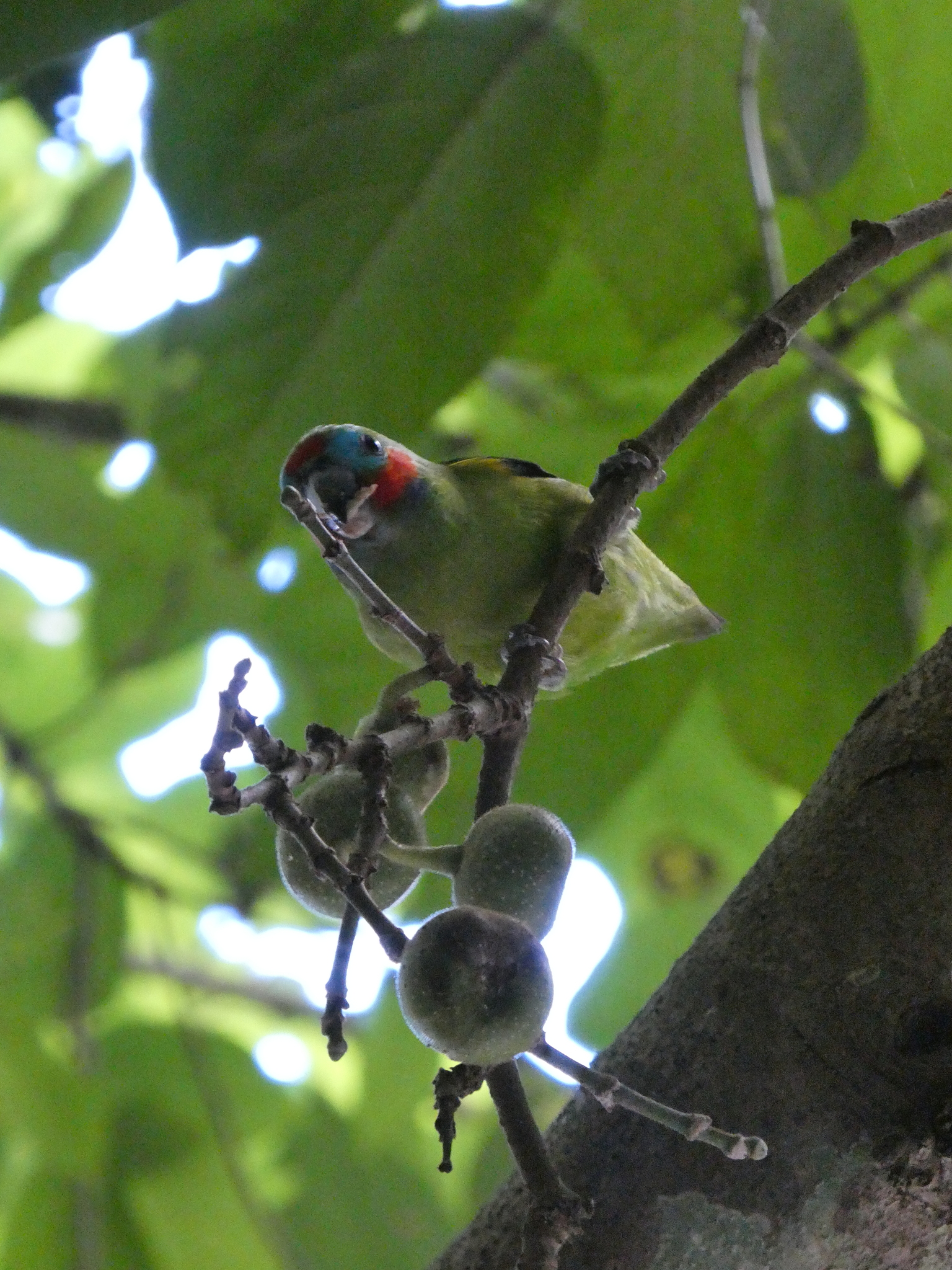 Double-eyed Fig Parrot (Cyclopsitta diophthalma), photo 3