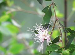 Sonneratia caseolaris