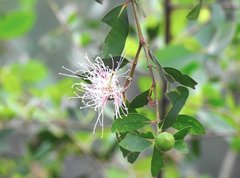 Sonneratia caseolaris