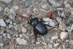 Phileurus