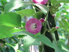 Ipomoea peteri