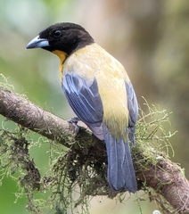 Anisognathus notabilis