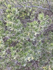 Tournefortia gnaphalodes