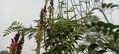 Indigofera suffruticosa