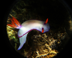 Hypselodoris brycei