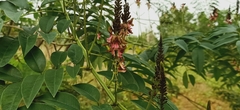 Indigofera suffruticosa