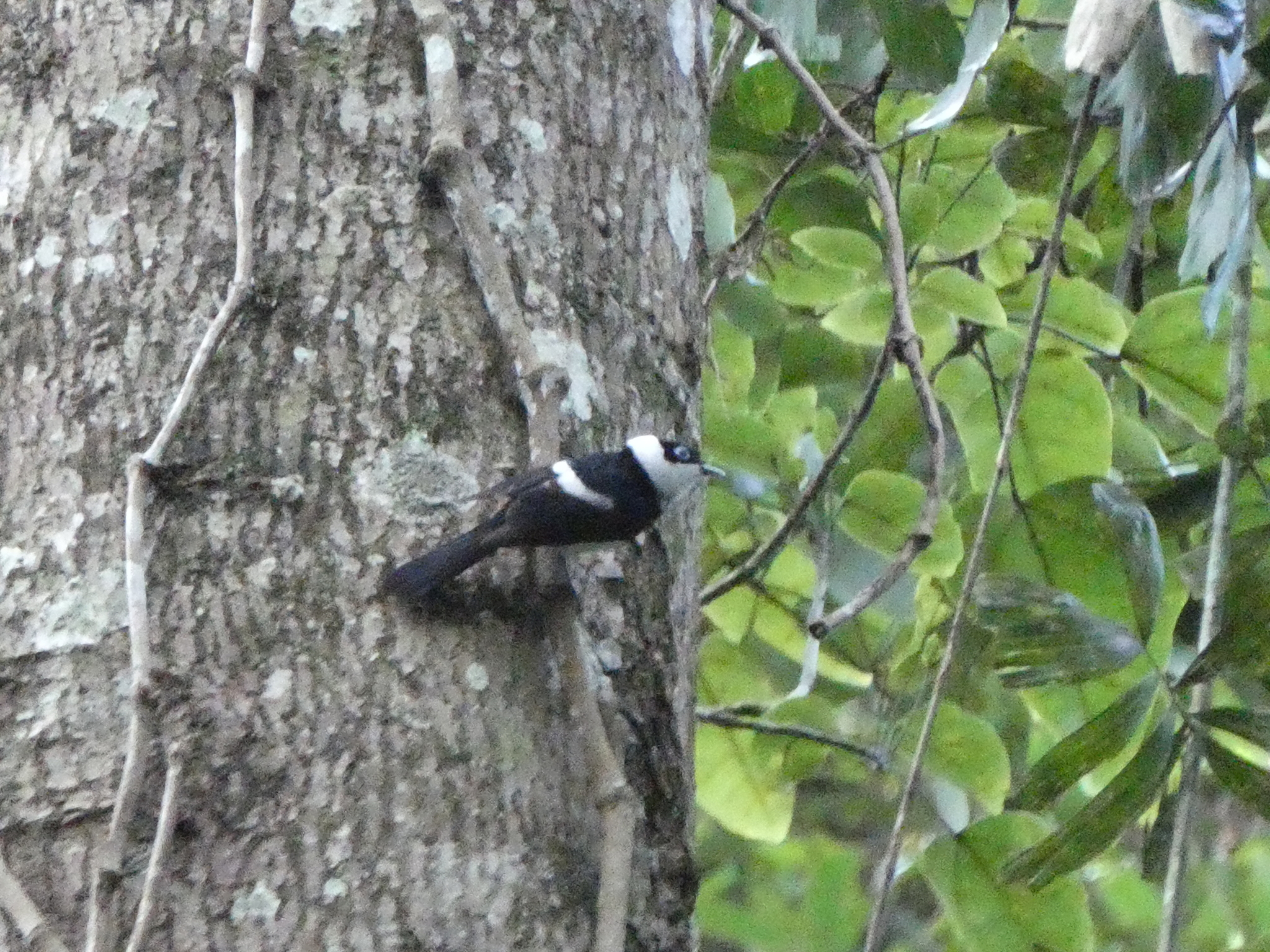 Pied Monarch (Arses kaupi), photo 6