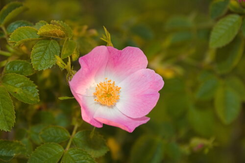 Rosa rubiginosa