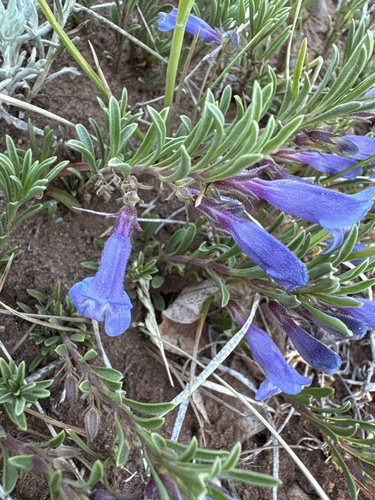 Crandall's Beardtongue (Penstemon crandallii)