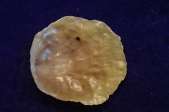 Heteranomia squamula